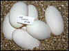 03 clutch # 49..........6 eggs.........from breeding an Albino male to a het Albino female