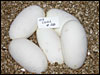 03 clutch # 50......5 eggs.........from breeding a het Piebald male to a 50% possible het Piebald female