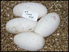 03 clutch # 53.........4 eggs......from breeding a DH Snow male "Jolliff" and an Albino PDHSN " Jolliff" male to a female 25% PDHSN " Jolliff"