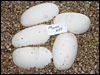 03 clutch # 57........5 eggs............from breeding a Piebald male to an Albino female............:)