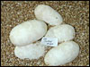 03 clutch # 60........6 eggs........from breeding a "Peach Ghost" male to a Het Anery female
