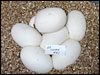03 clutch # 61........7 eggs......from breeding an Albino male to a het Albino female