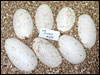 03 clutch # 63.........7 eggs.......from breeding a Striped male to a het Striped female......;)