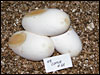 03 clutch # 64......3 eggs and 2 slugs.......from breeding a pair of Ghosts that are "poss het for anery" together.......???
