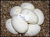 03 clutch # 66..........8 eggs.........from breeding an Albino male poss het for Snow "Jolliff" to a het Axanthic female "VPI"..........