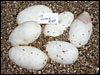 03 clutch # 67......6 eggs..........from breeding a Lesser Platty male to a Pastel female.........:)