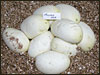 03 clutch # 68......9 eggs from breeding a Red Axanthic male to a normal female