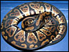 One of the baby "Granites" I produced this year..........co-dom??..........is there a SUPER??............I have to say I was surprised??............I have been making fun of the Granite for years.......;).........not anymore.........this snake is bad ass!!