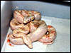 The Snow boa and the Albino het for Snow produced from my "poss het" Anery female.....;)
