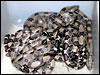 Look at this pile of baby Anerythristic boas.......;)