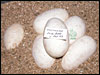 05 clutch # 42 - 6 eggs - from breeding Platty Daddy to a Lesser sib daughter
