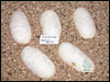 05 clutch # 43 - 5 eggs - from breeding a Phantom male to a Lesser sib female