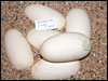 05 clutch # 45 - 6 eggs - from breeding a Lesser male to a normal female