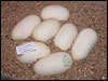 05 clutch # 46 - 7 eggs - from breeding a VPI Snow Ball male to a het VPI Axanthic female that is possible het for Albino ( snow )