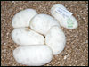 05 clutch # 47 - 6 eggs - from breeding a Phantom male to a Lesser "sib" female