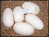 05 clutch # 48 - 5 eggs - from breeding a Black Head male to an Albino female