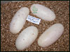 05 clutch # 49 - 4 eggs - from breeding 'Dirty Joe" to one of his "het" daughters