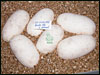 05 clutch # 50 - 6 eggs - from breeding a Paradox Albino male to a normal female