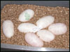 05 clutch # 51 - 7 eggs - from breeding a Karma male to a normal female