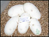 05 clutch # 52 - 5 eggs - from breeding a Jolliff Snow Ball male to a PDH Jolliff Snow Ball female