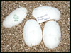 05 clutch # 53 - 4 eggs - from breeding a pair of "Reduced / Bandeds" together