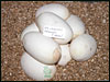 05 clutch # 57 - 8 eggs -  from breeding an 03 Lesser Platty male to a normal