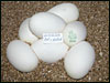 05 clutch # 59 - 7 eggs - from breeding a Pied male to a het Pied female