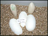 05 clutch # 60 - 3 eggs and 2 slugs - from breeding a Peach Ghost male to a het Anery female