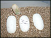 05 clutch # 61 - 3 eggs and 1 slug - from breeding an 03 Lesser Platty male to a normal female