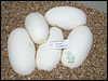 05 clutch # 62 - 5 eggs - from breeding an 01 Lesser male to a normal female