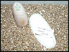 05 clutch # 63 - 1 egg and 1 slug - from breeding a Red Axanthic male to an Albino female