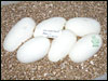 05 clutch # 64 - 6 eggs - from breeding a Goblin Marker male to a Pastel female
