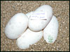 05 clutch # 66 - 6 eggs - from breeding a Striped male to a Pastel female