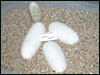 05 clutch # 69 - 3 eggs and 1 slug - from breeding a Spider male to a normal female