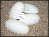 05 clutch # 70 - 4 eggs - from breeding Platty Daddy to a Piebald female