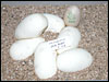 05 clutch # 71 - 6 eggs and 1 slug - from breeding Platty Daddy to an 01 sib daughter