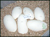 05 clutch # 72 - 6 eggs - from breeding an Albino male to a 50% poss het Albino female