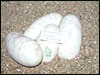 05 clutch # 73 - 4 eggs - from breeding an 03 Lesser male to an 02 "sib" female