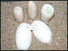 05 clutch # 76 - 2 eggs and 3 slugs - from breeding a Piebald male to a het Piebald female