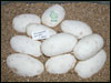 05 clucth # 77 - 10 eggs - from breeding a Super Pastel male to a normal female