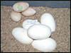 05 clutch # 78 - 5 eggs and 3 slugs - from breeding a Clown male and a het Clown male to a het Clown female