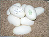 05 clutch # 79 - 8 eggs - from breeding a Cinny Pastel male to a normal female