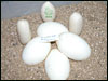 05 clutch # 80 - 4 eggs and 3 slugs - from breeding a "wannabe burg" male to his BURG Mom