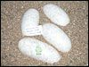 05 clutch # 81 - 4 eggs - from breeding a pair of DH Lav Alb x Pied together.........:)