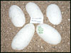 05 clutch # 82 - 5 eggs - from breeding a Striped male to a Lesser Platty female