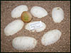 05 clutch # 83 - 7 eggs and 1 slug from breeding a Striped male to a het Striped female