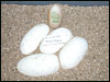 05 clutch # 84 - 4 eggs and 1 slug from breeding a Striped male to a het Striped female