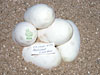 05 clutch # 85 - 5 eggs from breeding a Peach Ghost male to a het Anery female