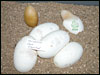 05 clutch # 87 - 5 eggs and 1 slug from breeding a Piebald male to a 50% poss het Piebald female