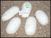 05 clutch # 88 - 5 eggs from breeding a Ghost male to a het Anery female
